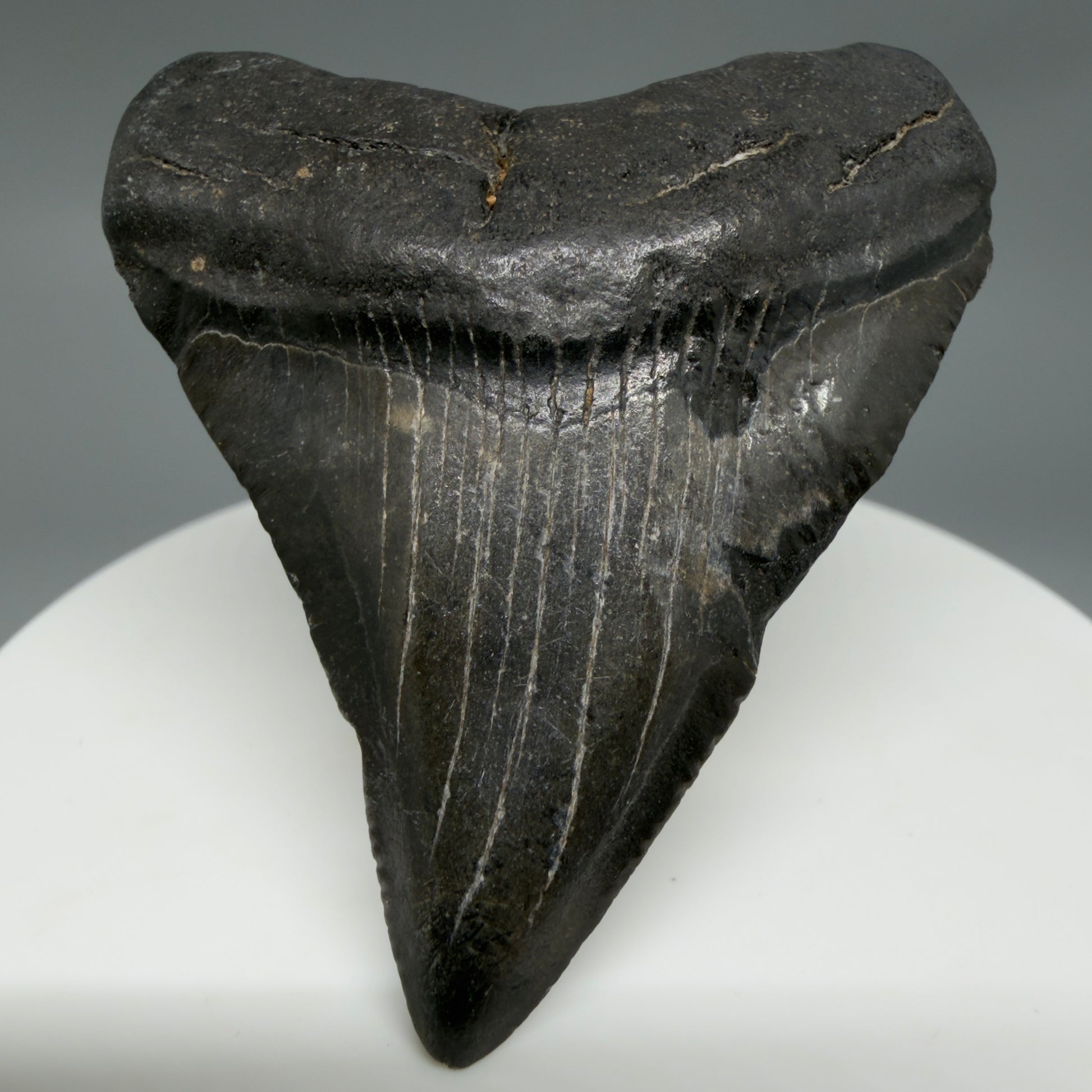 Front View 2.20" Colorful Fossil Megalodon Tooth – South Carolina River Find | Authentic CM6348