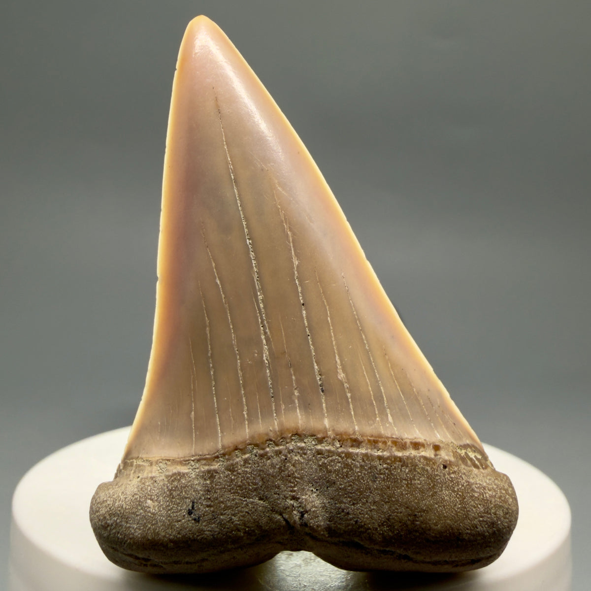 Front View 2.20" Fossil Extinct Mako - Isurus hastalis Shark Tooth - Bakersfield, CA - Colorful M622 - 1
