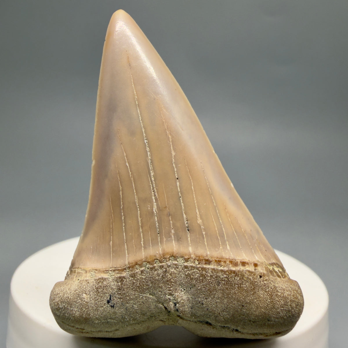 Front View 2.20" Fossil Extinct Mako - Isurus hastalis Shark Tooth - Bakersfield, CA - Colorful M622