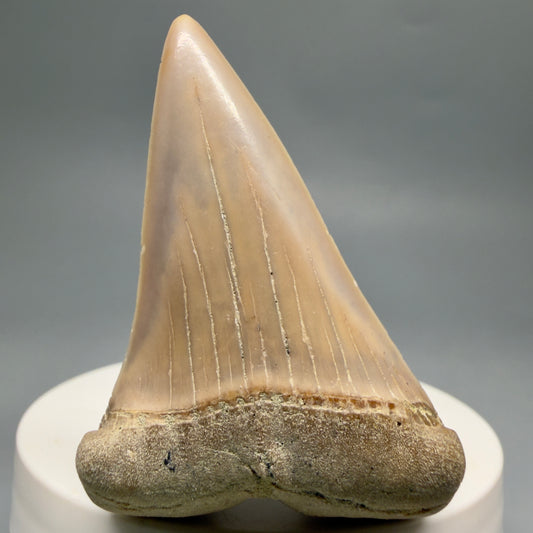 Front View 2.20" Fossil Extinct Mako - Isurus hastalis Shark Tooth - Bakersfield, CA - Colorful M622
