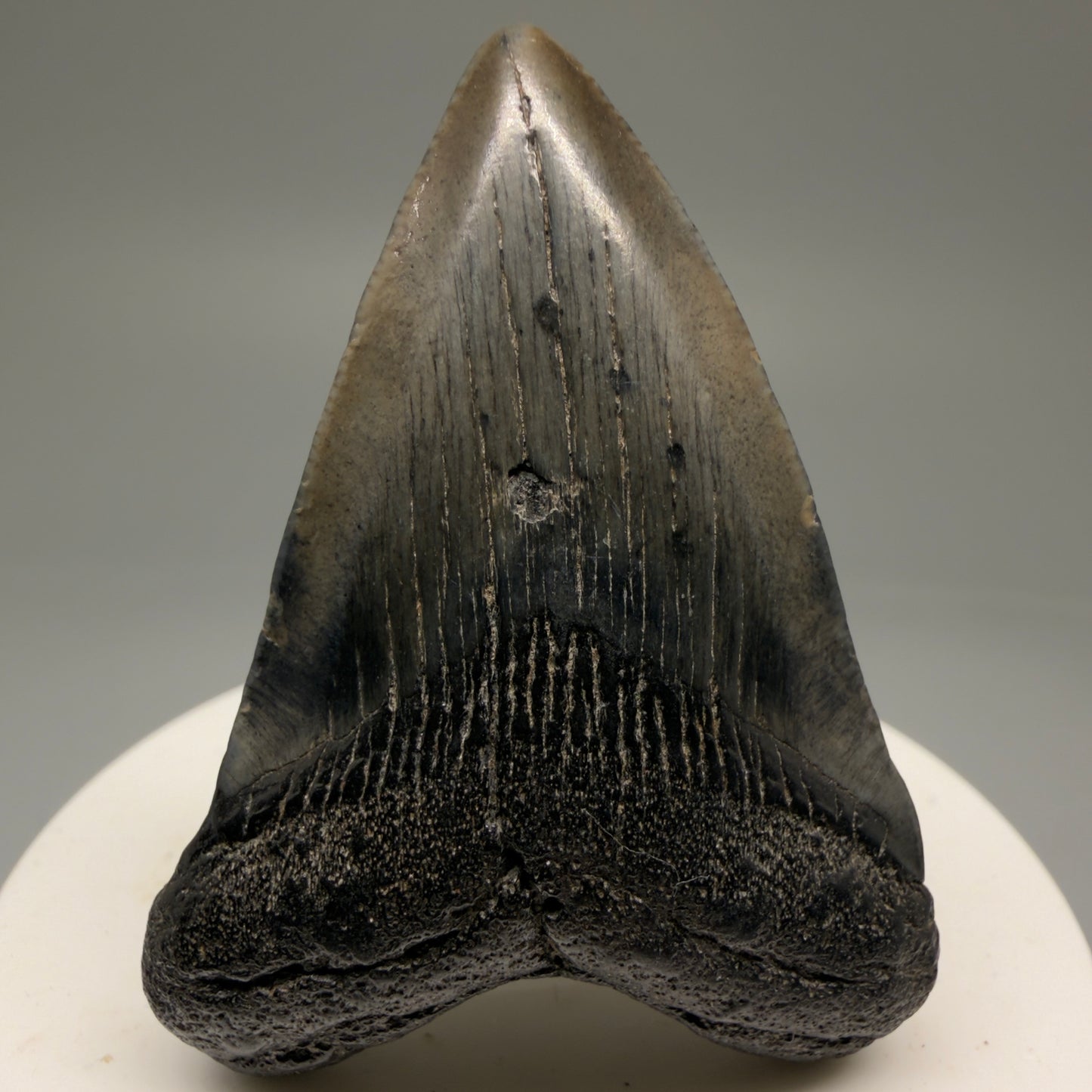 Front View 2.21" Colorful Fossil Megalodon Tooth – South Carolina River Find | Authentic Megalodon Tooth CM5753
