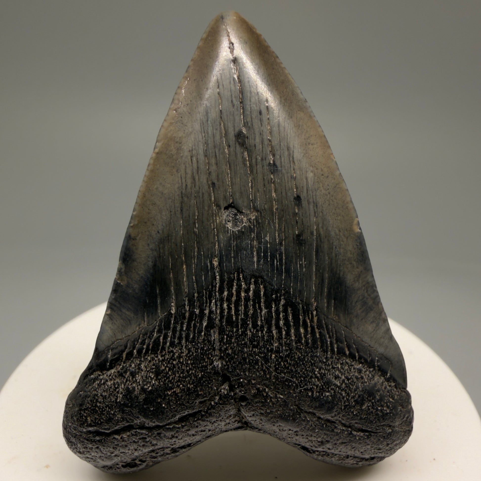Front View 2.21" Colorful Fossil Megalodon Tooth – South Carolina River Find | Authentic Megalodon Tooth CM5753