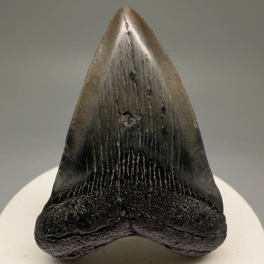 Front View 2.21" Colorful Fossil Megalodon Tooth – South Carolina River Find | Authentic Megalodon Tooth CM5753