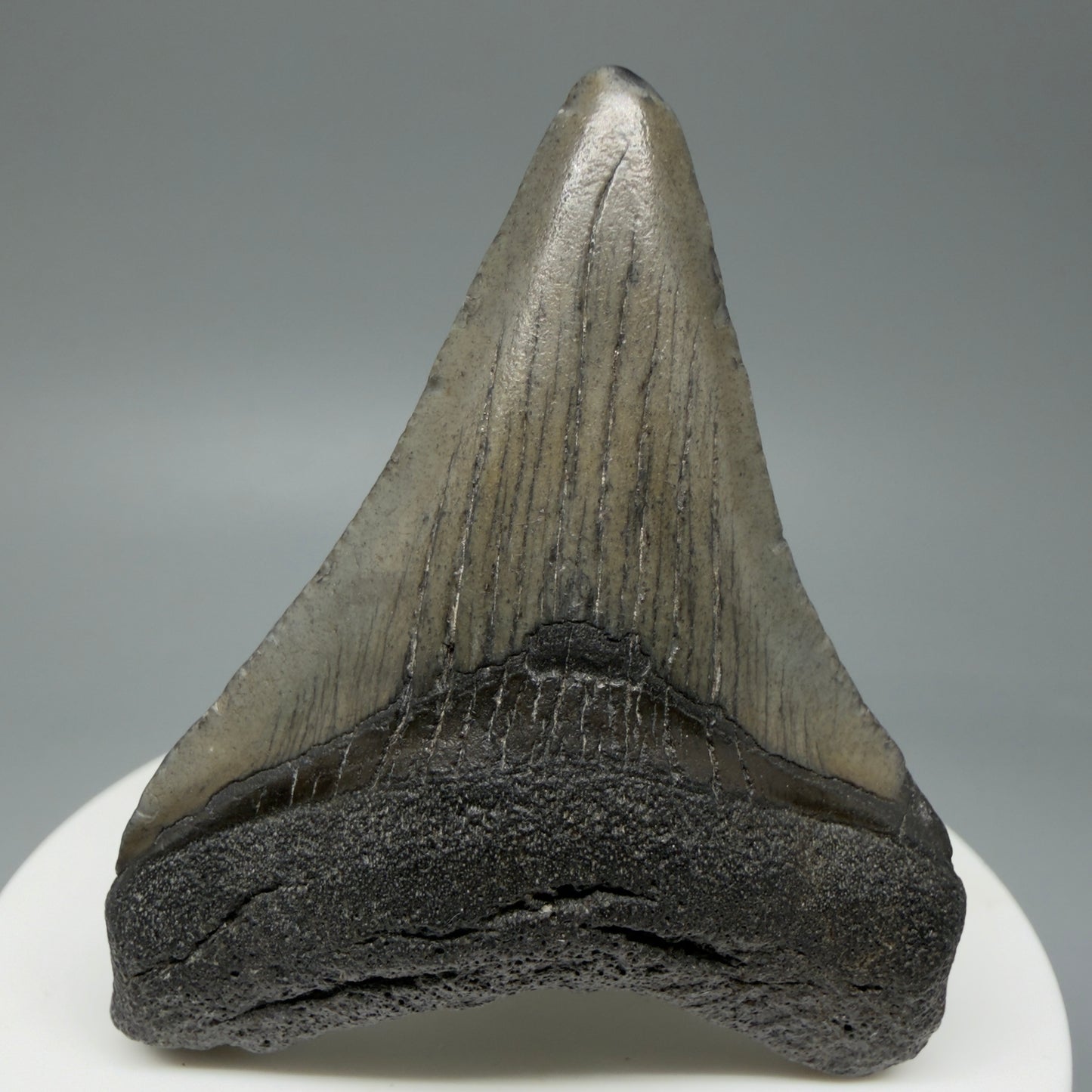 Front View 2.29" Colorful Fossil Megalodon Tooth – South Carolina River Find | Authentic CM6031