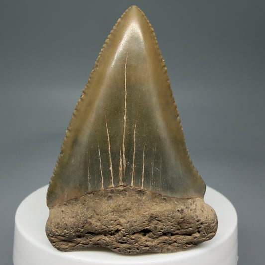 Front View 2.29" Fossil Great White Shark Tooth - Cooper River, SC - Colorful GW1271