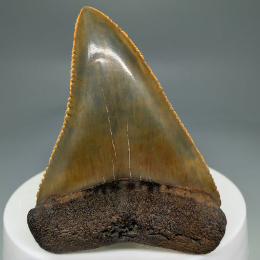 Front View 2.29" Fossil Great White Shark Tooth - Cooper River, SC - Colorful, sharply serrated GW1272