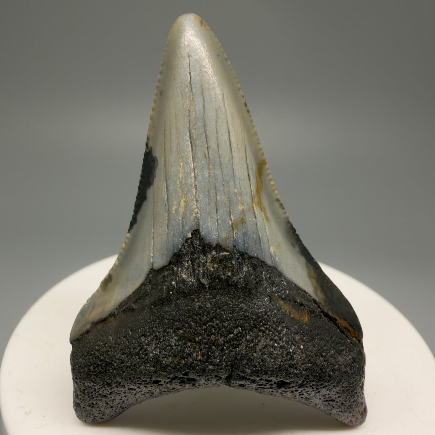 Front View 2.29" Fossil Megalodon Tooth - Authentic Carcharocles megalodon Fossil from North Carolina CM5595 