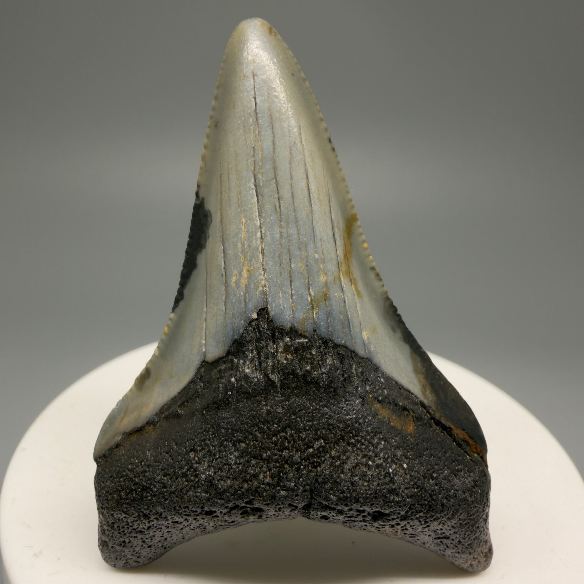 Front View 2.29" Fossil Megalodon Tooth - Authentic Carcharocles megalodon Fossil from North Carolina CM5595 