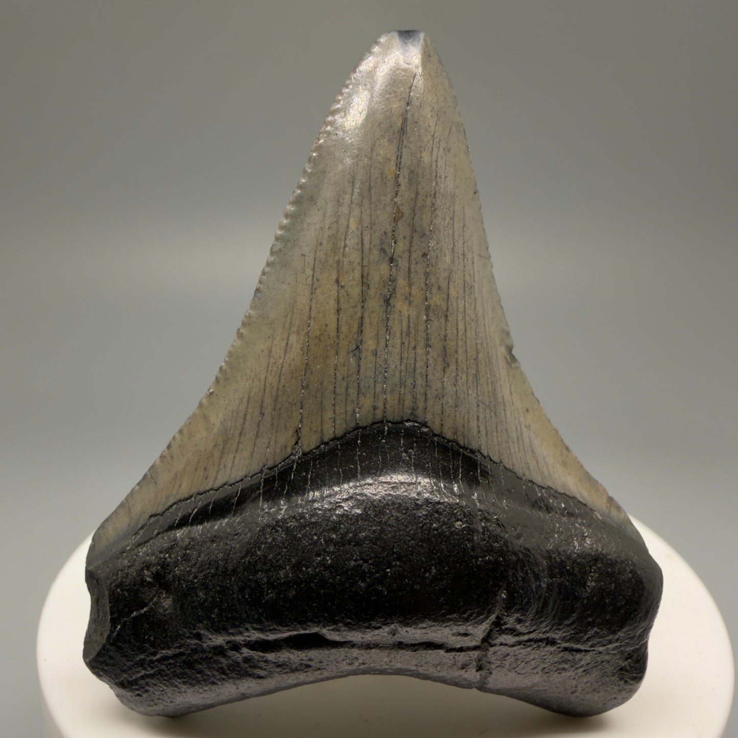 Front View 2.30" Colorful Fossil Megalodon Tooth – South Carolina River Find | Authentic Megalodon Tooth CM5556