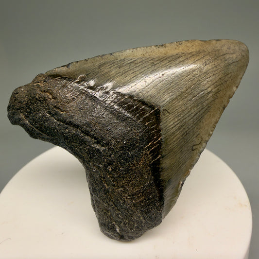Front View 2.30" Colorful Fossil Megalodon Tooth – South Carolina River Find | Authentic Megalodon Tooth CM5864