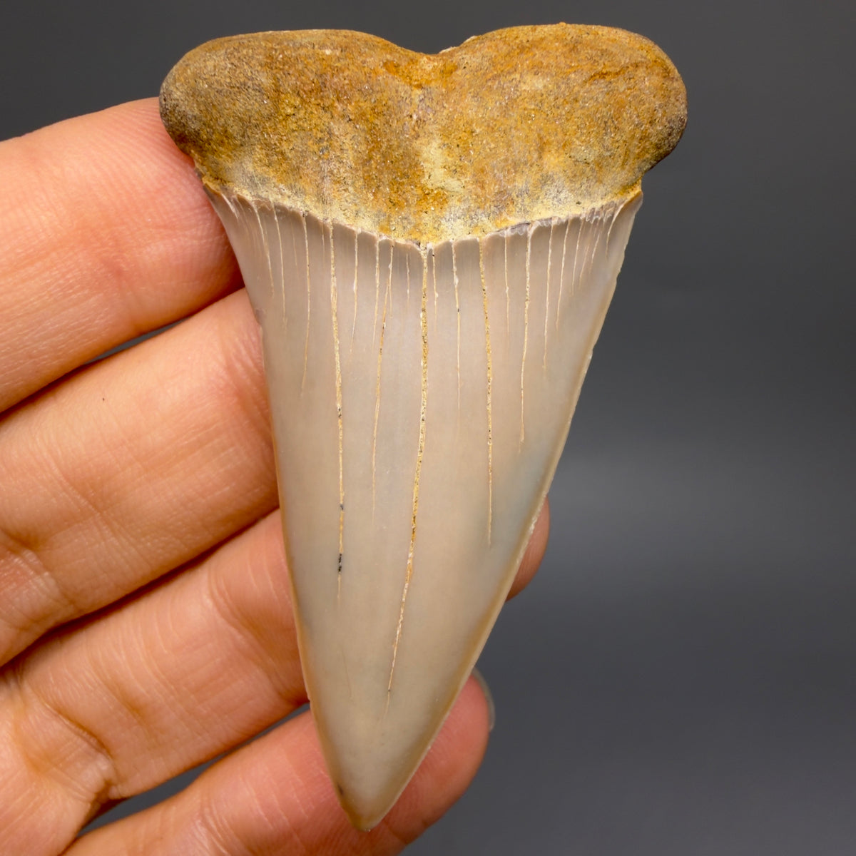 Front View 2.30" Fossil Extinct Mako - Isurus hastalis Shark Tooth - Bakersfield, CA - Colorful M623 - 1