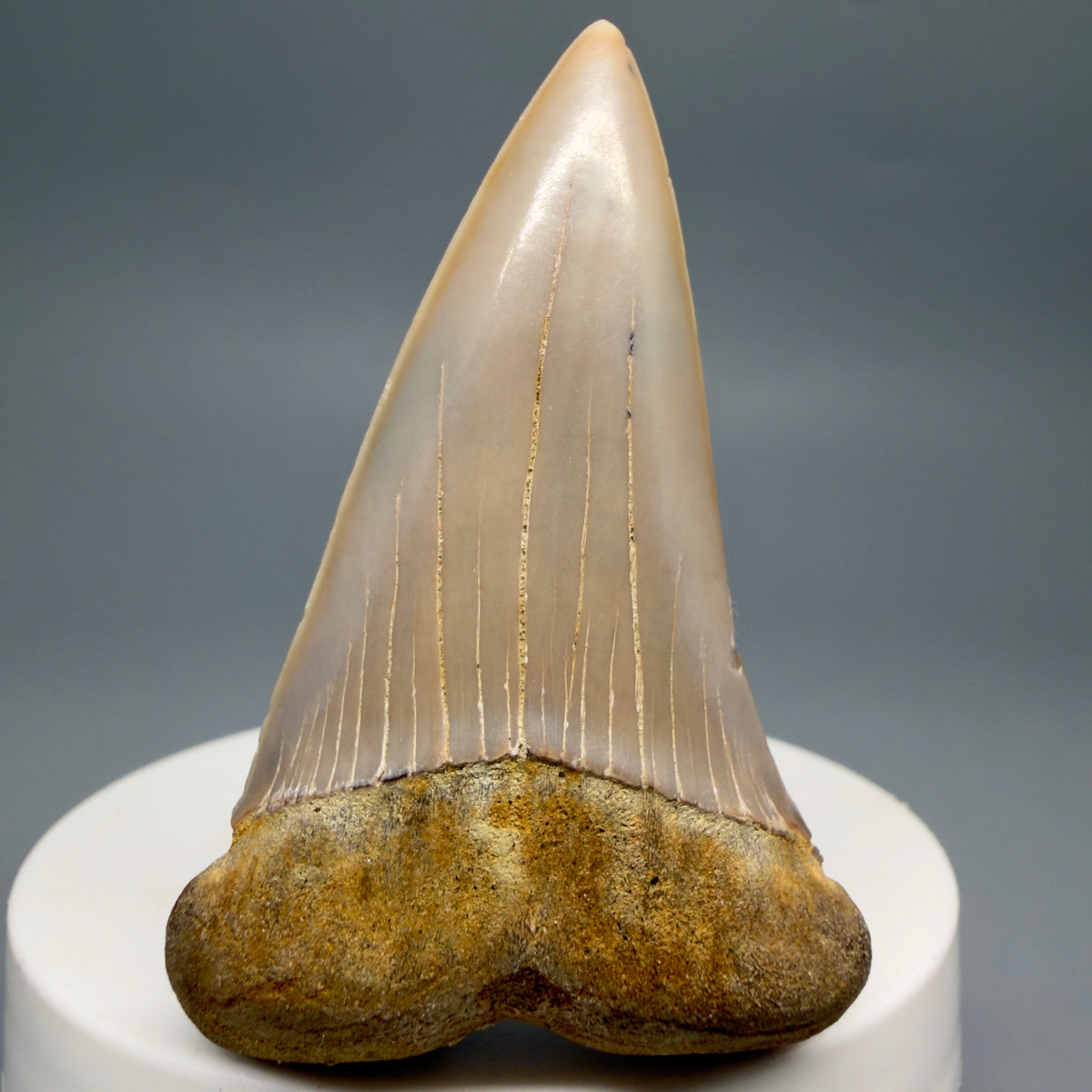 Front View 2.30" Fossil Extinct Mako - Isurus hastalis Shark Tooth - Bakersfield, CA - Colorful M623 - 2