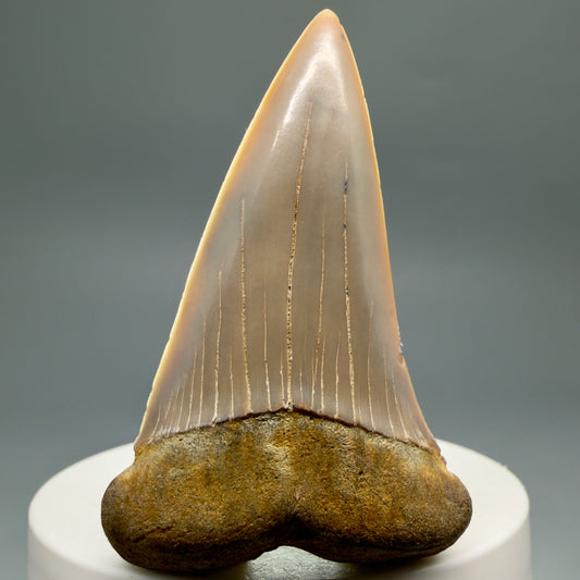 Front View 2.30" Fossil Extinct Mako - Isurus hastalis Shark Tooth - Bakersfield, CA - Colorful M623