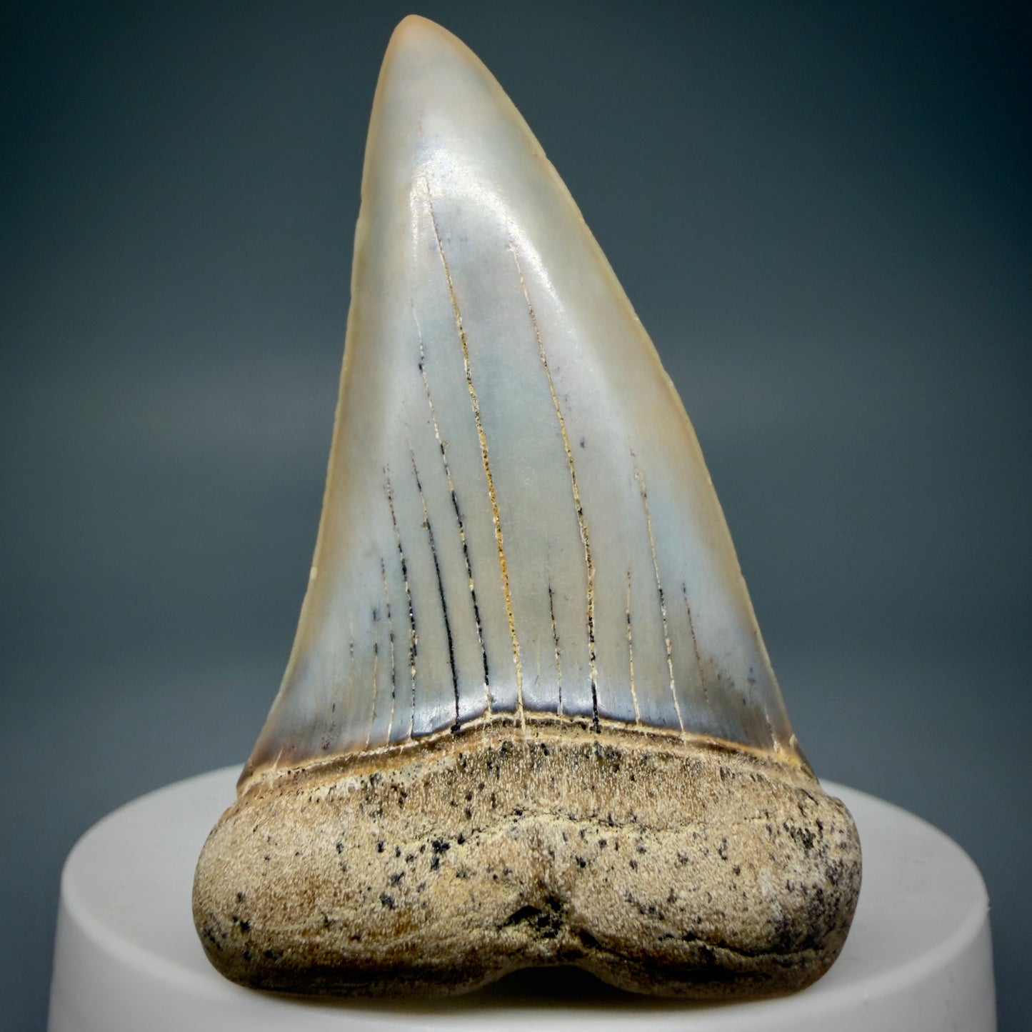 Front View 2.31" Fossil Extinct Mako - Isurus hastalis Shark Tooth - Bakersfield, CA - Large, colorful M605