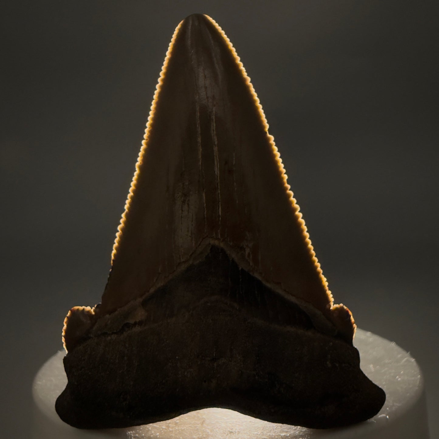 Front View 2.31" Serrated Fossil Carcharocles angustidens Shark Tooth from South Carolina AN470 - 1