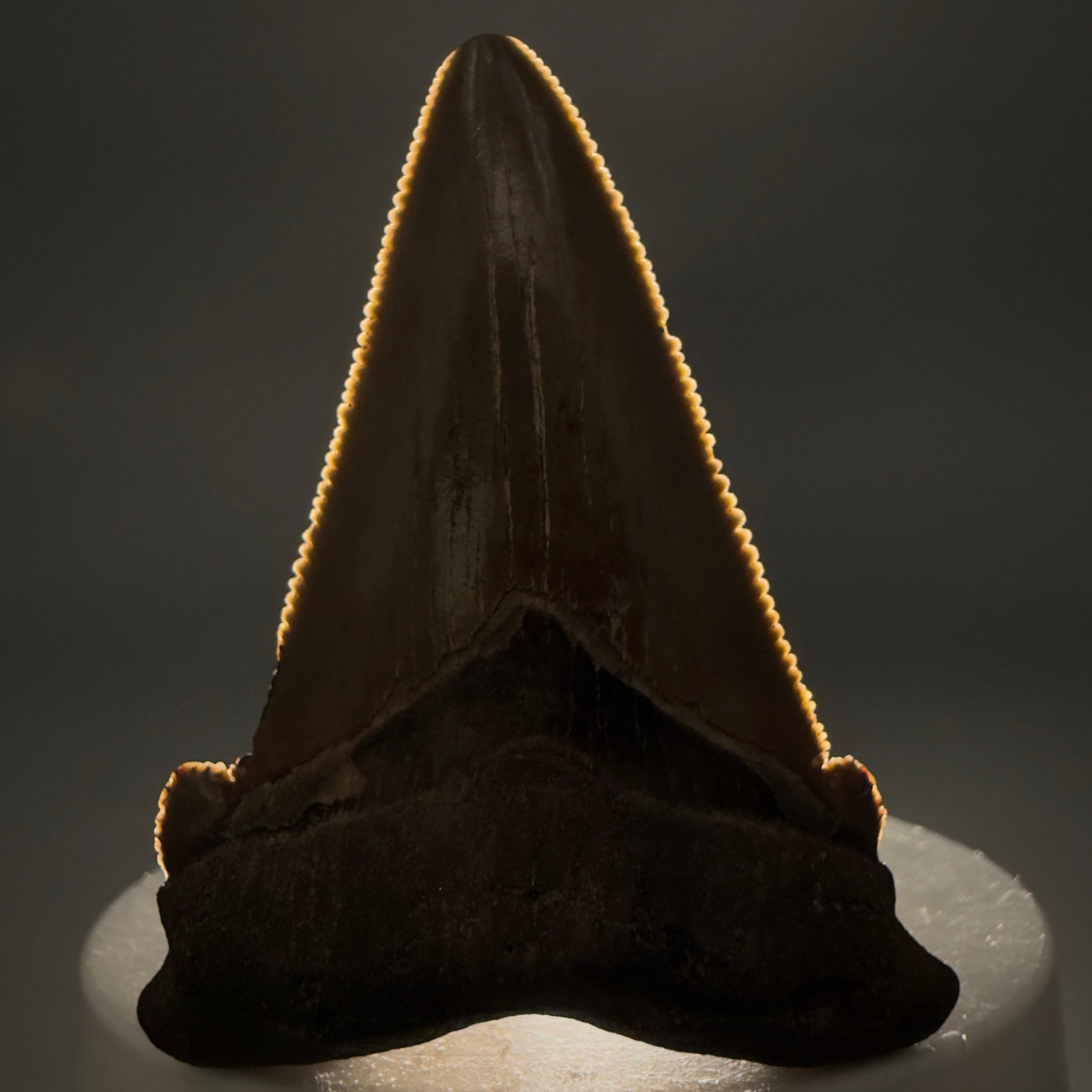 Front View 2.31" Serrated Fossil Carcharocles angustidens Shark Tooth from South Carolina AN470 - 1
