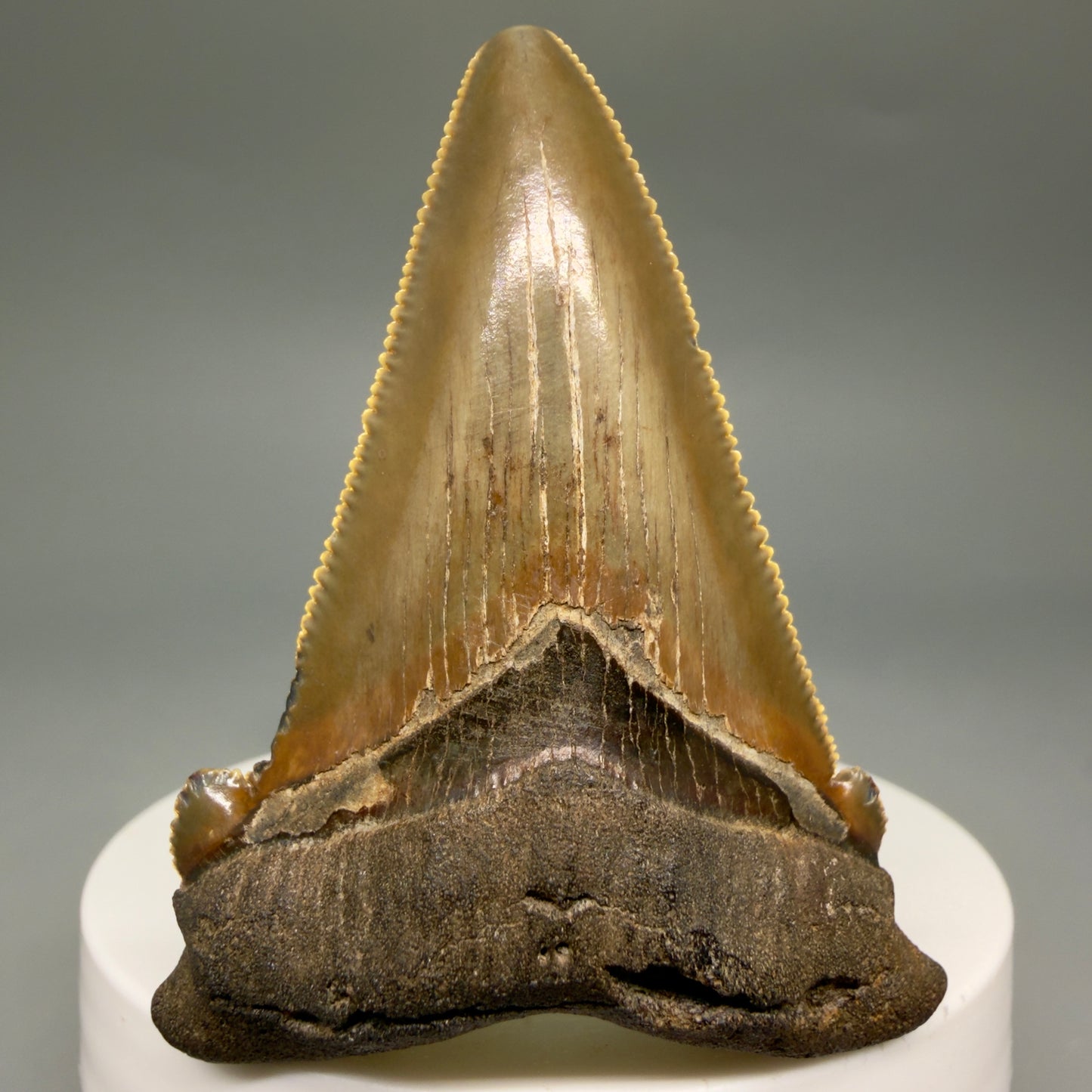 Front View 2.31" Serrated Fossil Carcharocles angustidens Shark Tooth from South Carolina AN470 - 2 