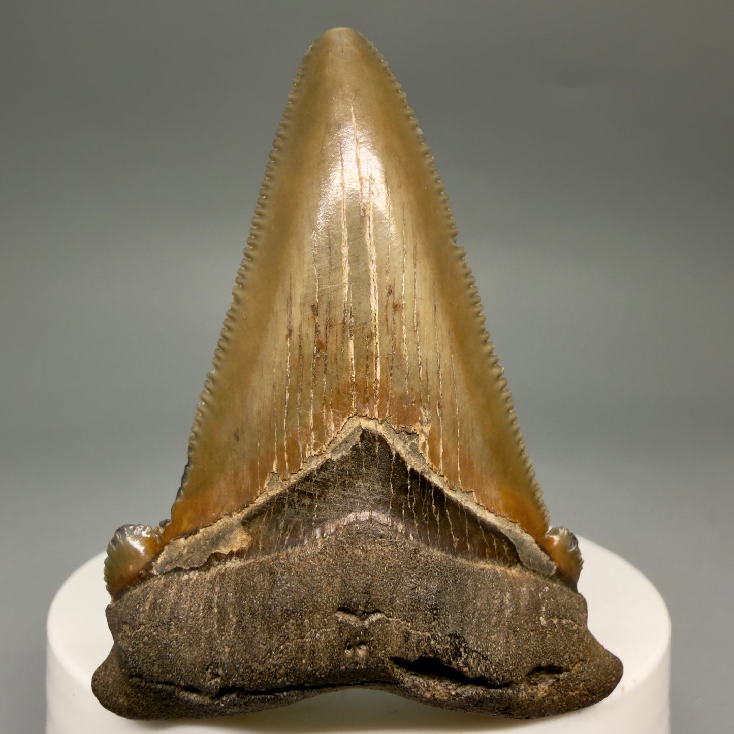 Front View 2.31" Serrated Fossil Carcharocles angustidens Shark Tooth from South Carolina AN470