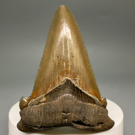 Front View 2.31" Serrated Fossil Carcharocles angustidens Shark Tooth from South Carolina AN470