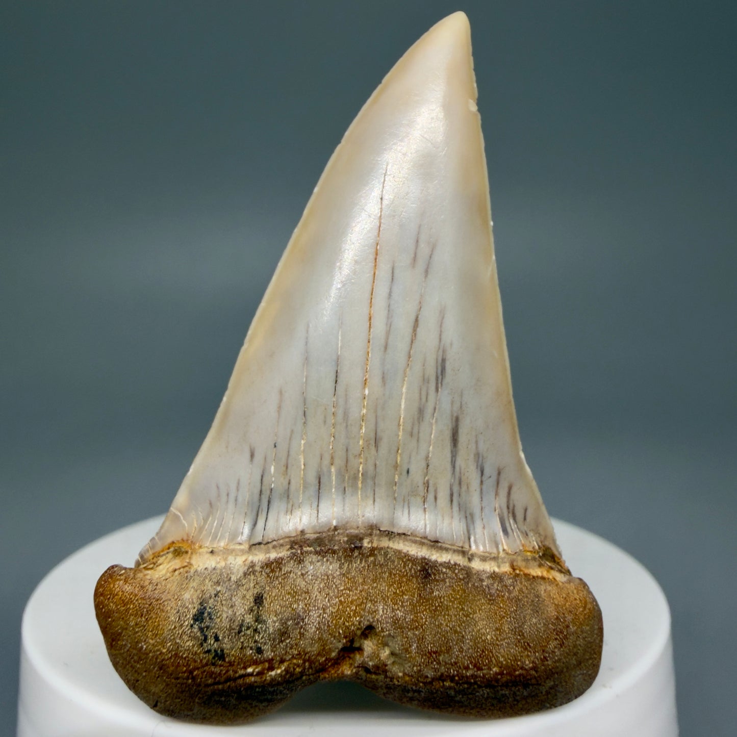 Front View 2.33" Fossil Extinct Mako - Isurus hastalis Shark Tooth - Bakersfield, CA - Large, colorful M606