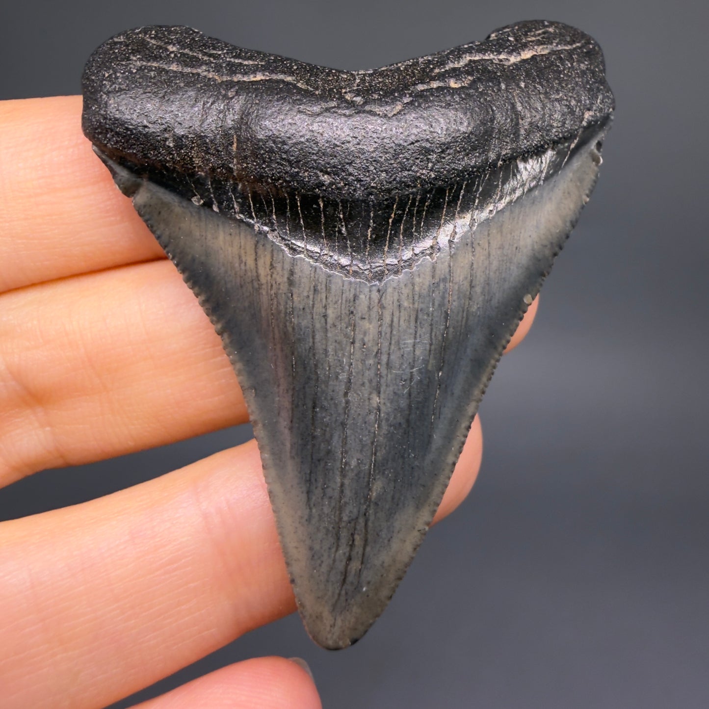 Front View 2.34" Colorful Fossil Megalodon Tooth – South Carolina River Find | Authentic CM6483 - 1