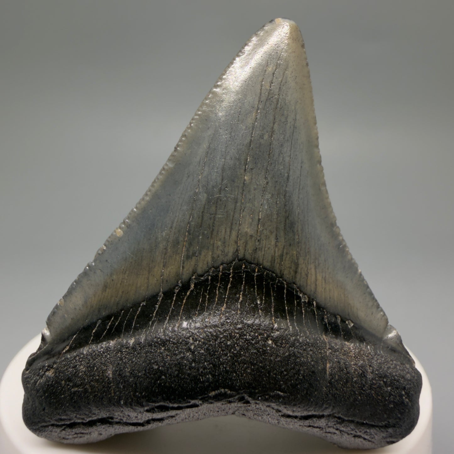 Front View 2.34" Colorful Fossil Megalodon Tooth – South Carolina River Find | Authentic CM6483