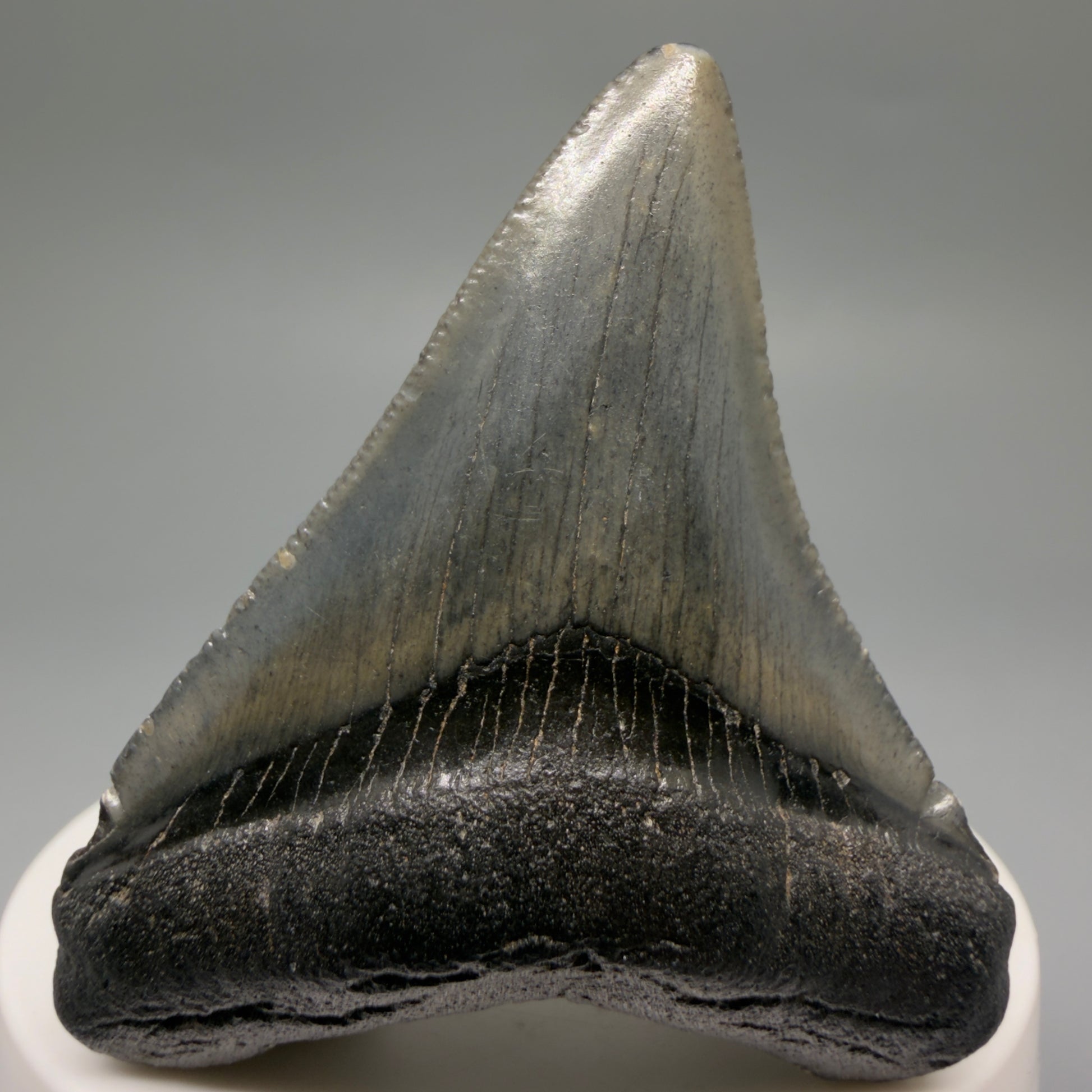 Front View 2.34" Colorful Fossil Megalodon Tooth – South Carolina River Find | Authentic CM6483