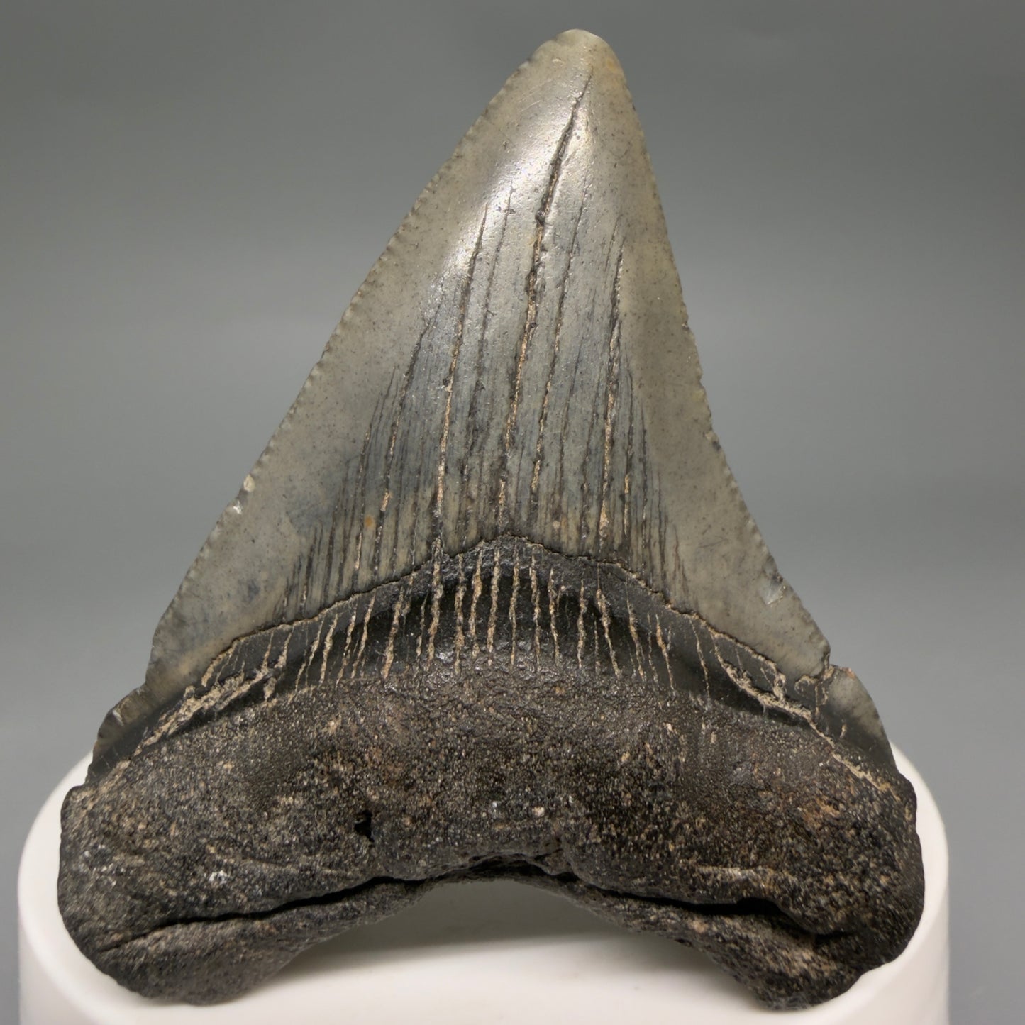 Front View 2.35" Colorful Fossil Megalodon Tooth – South Carolina River Find | Authentic Megalodon Tooth megalodonteeth.com CM6549