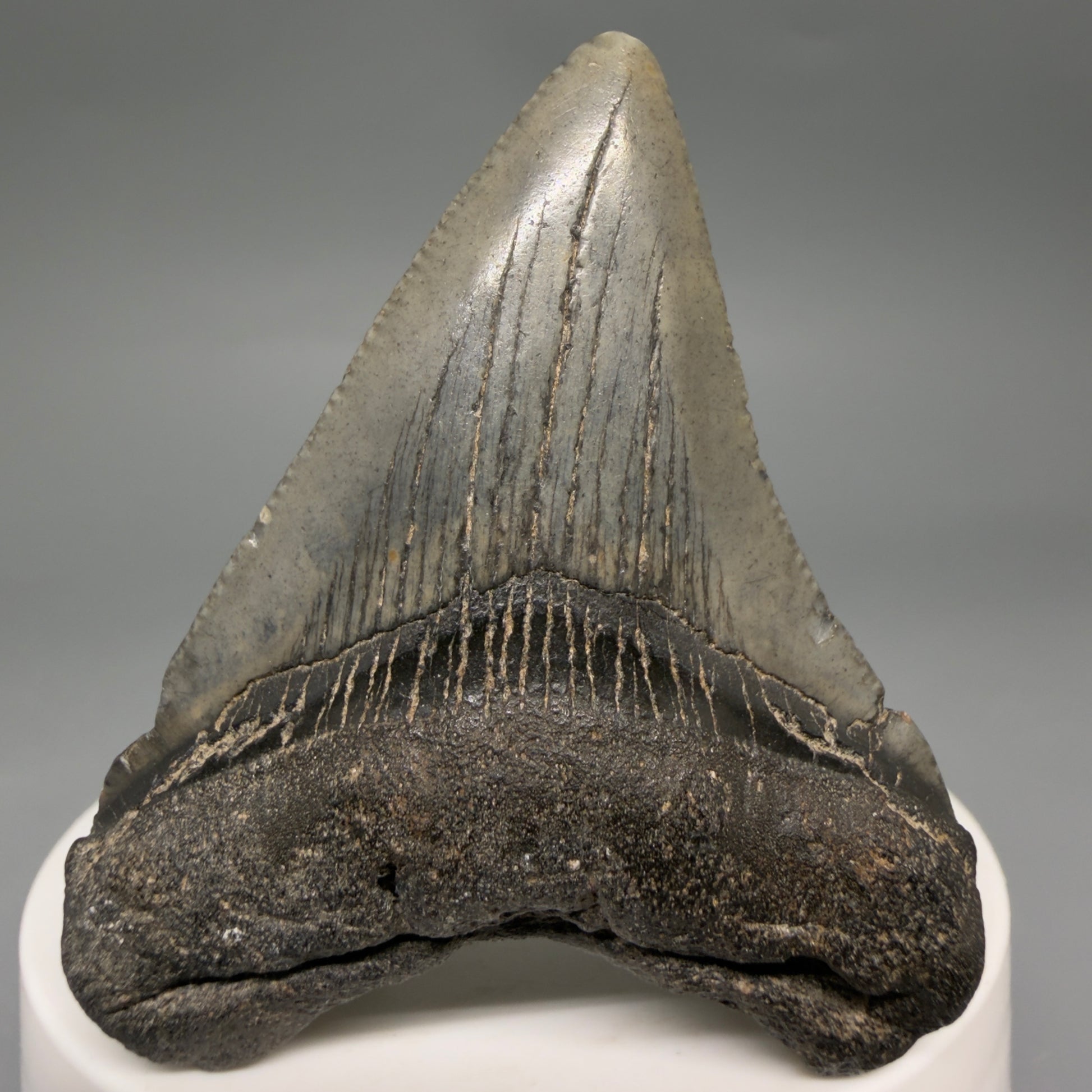 Front View 2.35" Colorful Fossil Megalodon Tooth – South Carolina River Find | Authentic Megalodon Tooth megalodonteeth.com CM6549