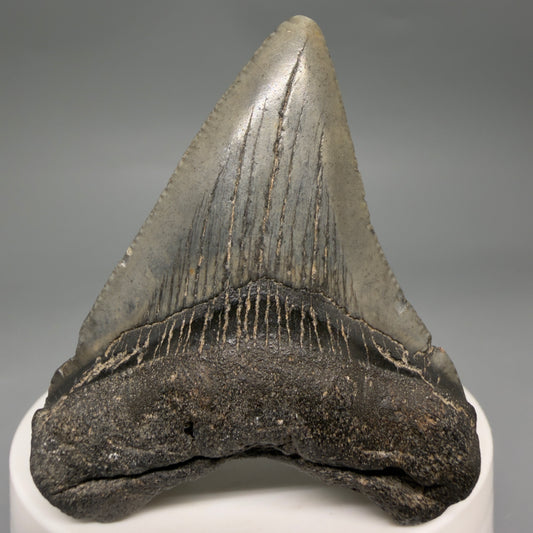 Front View 2.35" Colorful Fossil Megalodon Tooth – South Carolina River Find | Authentic Megalodon Tooth megalodonteeth.com CM6549