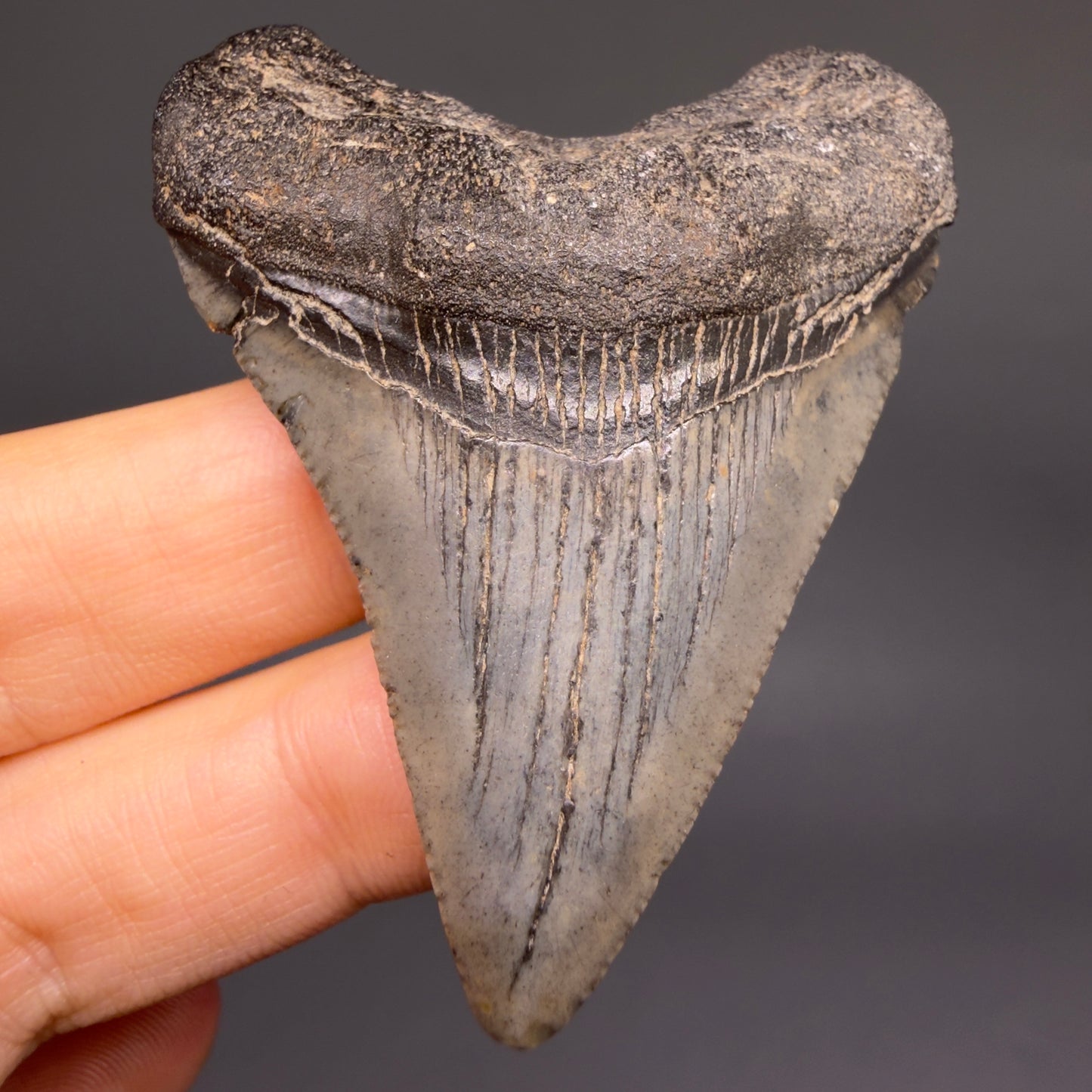 Front View 2.35" Colorful Fossil Megalodon Tooth – South Carolina River Find | Authentic Megalodon Tooth megalodonteeth.com CM6549 - 1