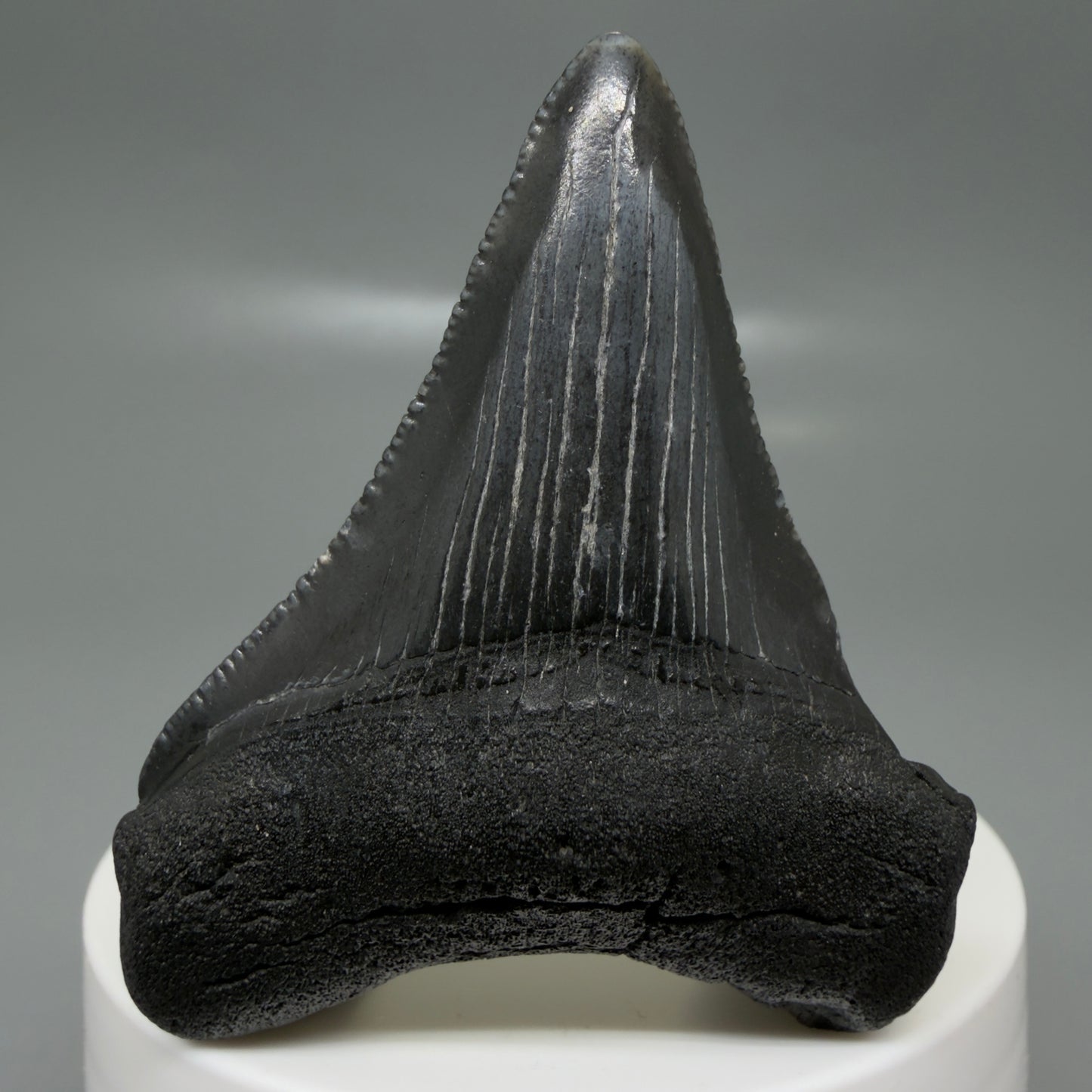 Front View 2.35" Dark colors Fossil Megalodon Tooth – South Carolina River Find | Authentic CM6129
