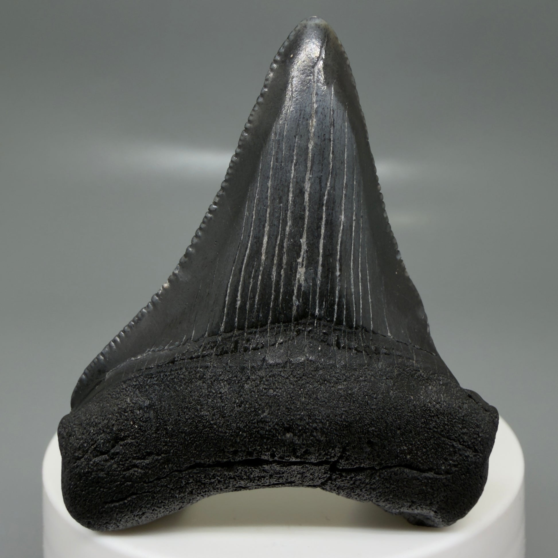 Front View 2.35" Dark colors Fossil Megalodon Tooth – South Carolina River Find | Authentic CM6129