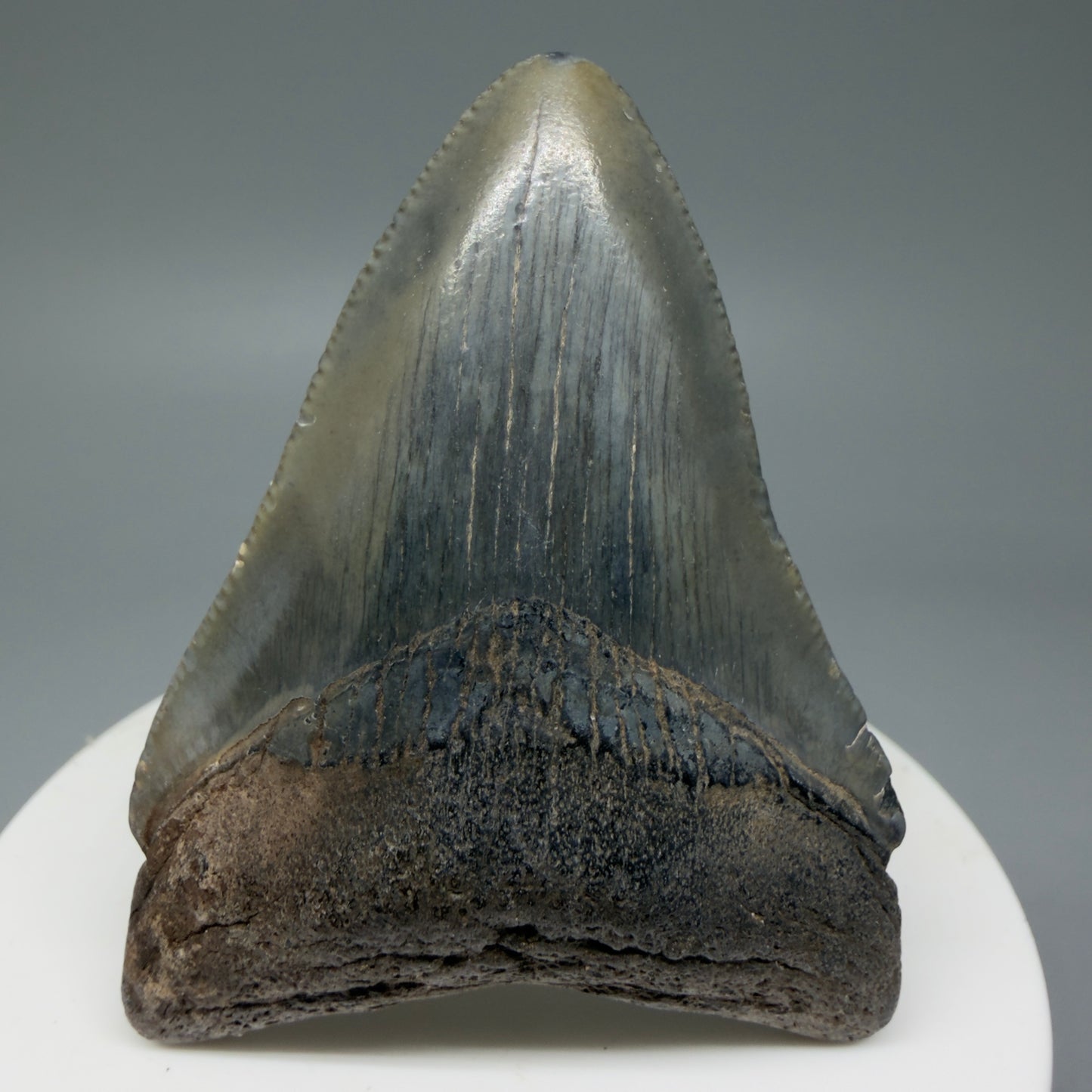 Front View 2.36" Colorful Fossil Megalodon Tooth – South Carolina River Find | Authentic Megalodon Tooth CM6033