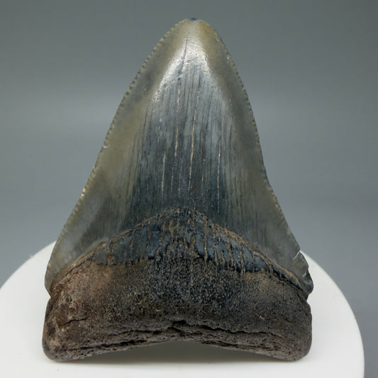 Front View 2.36" Colorful Fossil Megalodon Tooth – South Carolina River Find | Authentic Megalodon Tooth CM6033