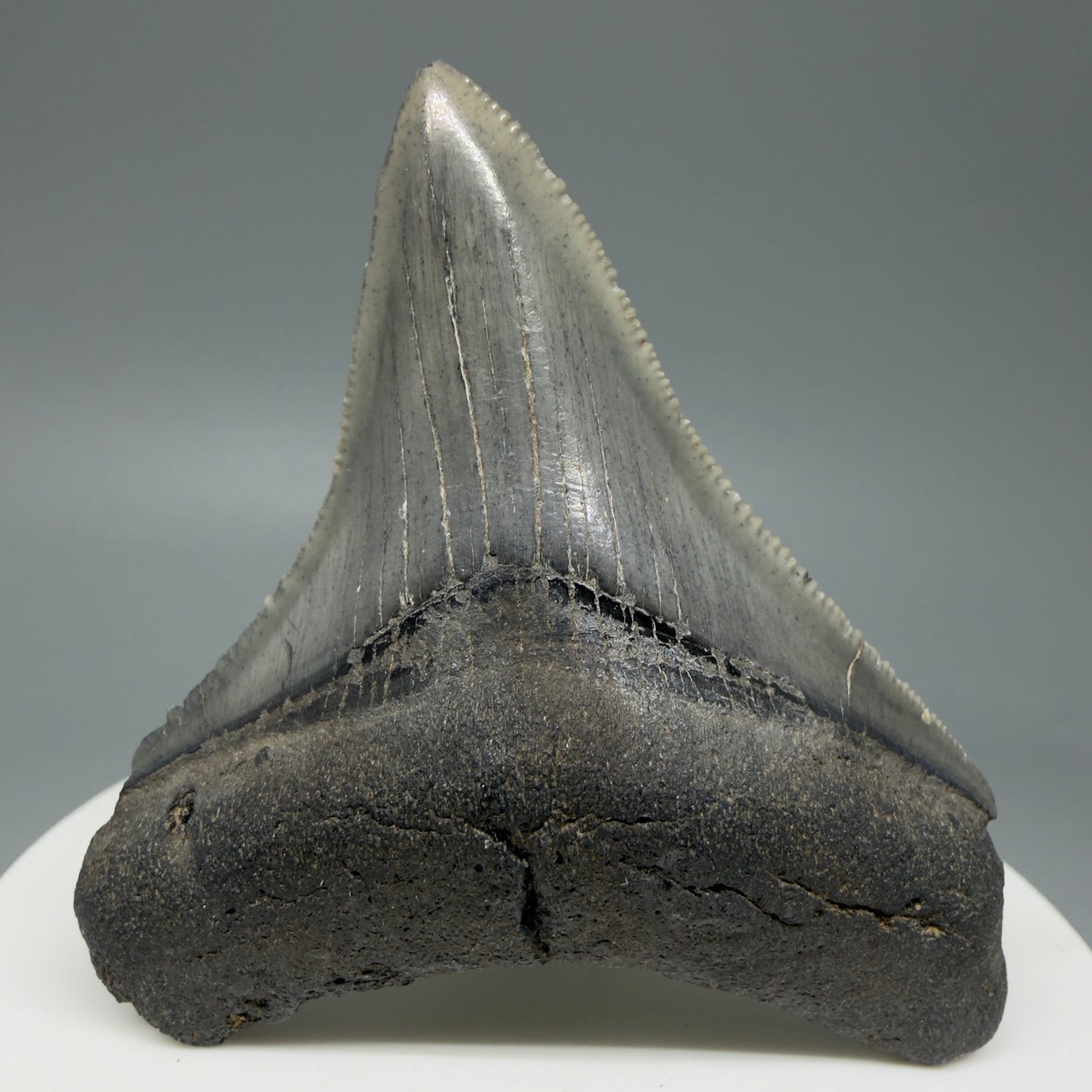Front View 2.36" Lateral Fossil Megalodon Tooth – South Carolina River Find | Authentic CM6032