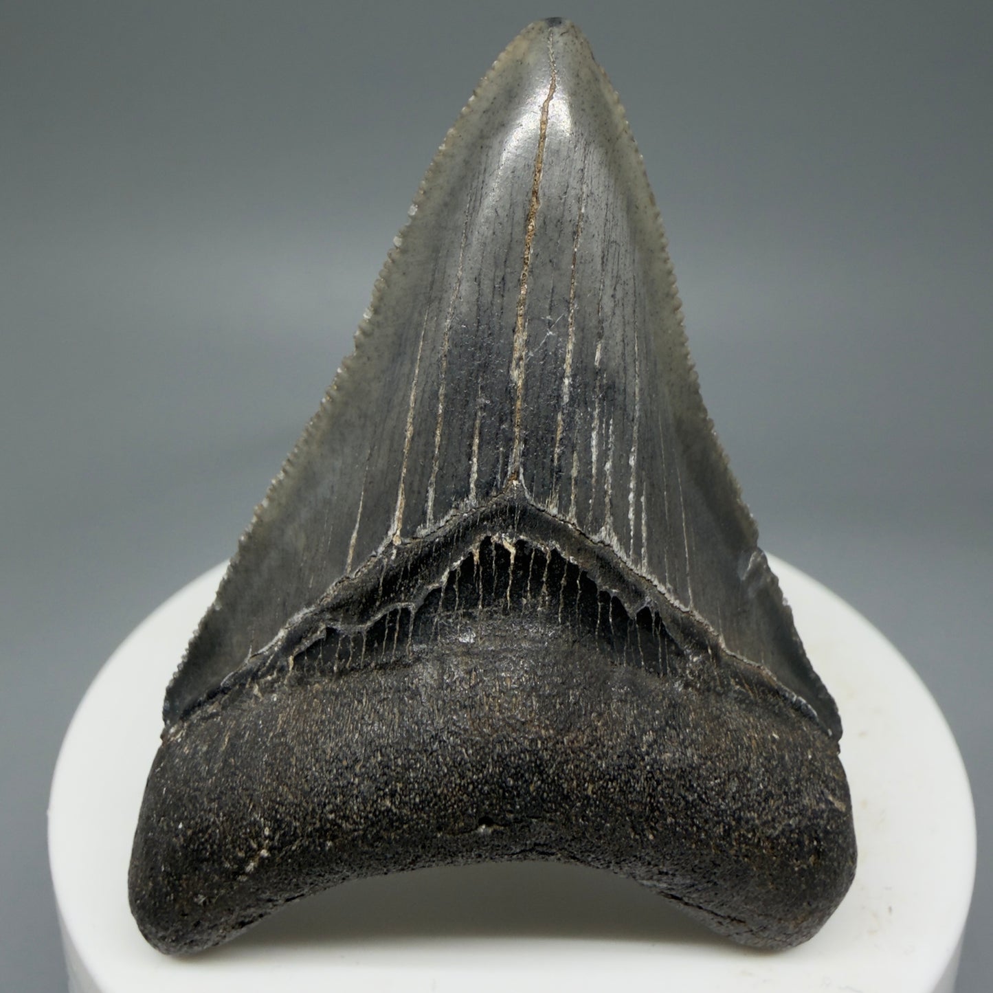 Front View 2.38" Colorful Fossil Megalodon Tooth – South Carolina River Find | Authentic Megalodon Tooth CM5801