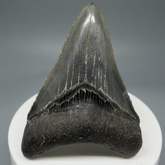 Front View 2.38" Colorful Fossil Megalodon Tooth – South Carolina River Find | Authentic Megalodon Tooth CM5801