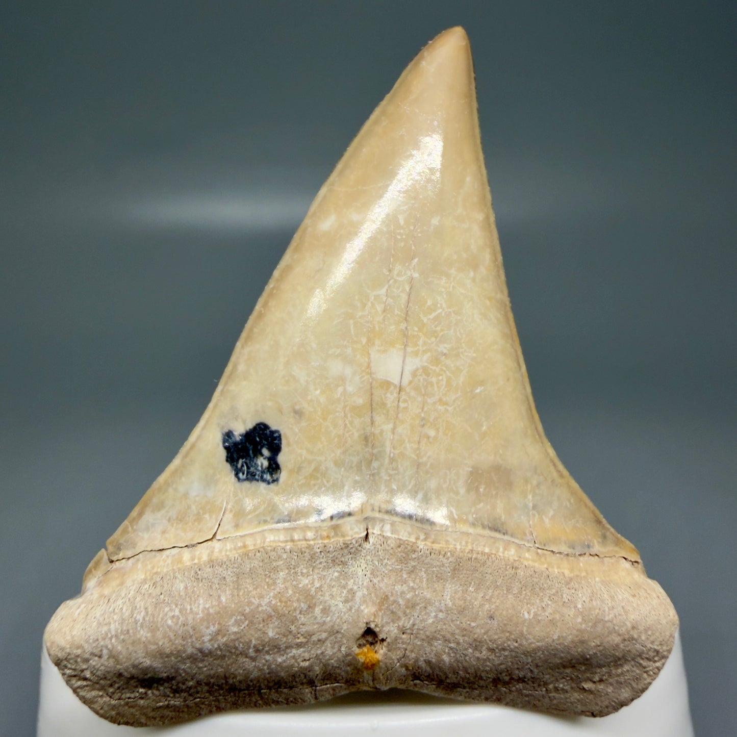 Front View 2.38" Fossil Extinct Mako - Isurus hastalis Shark Tooth from Bone Valley, FL - Outstanding!! M608