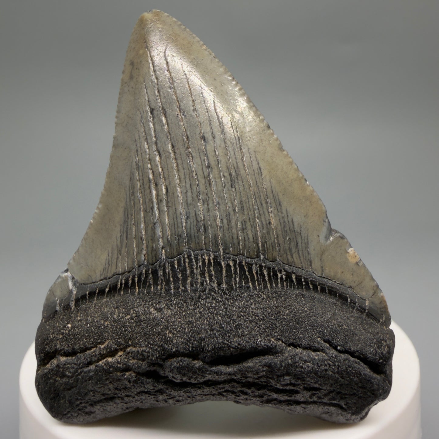 Front View 2.39" Colorful Fossil Megalodon Tooth – South Carolina River Find | Authentic CM6484