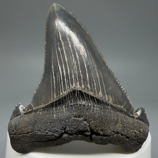 Front View 2.40" Serrated Fossil Carcharocles angustidens Shark Tooth from South Carolina - Spectacular AN454
