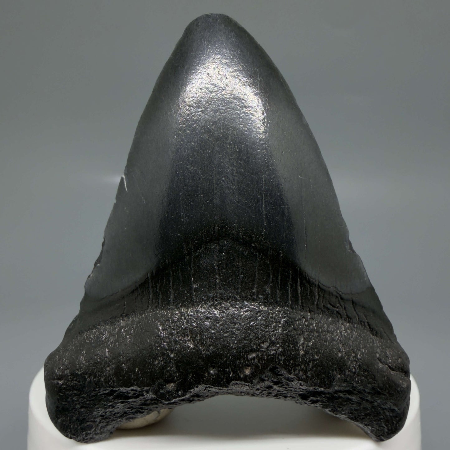Front View 2.41" Dark colors Fossil Megalodon Tooth – South Carolina River Find | Authentic CM6440