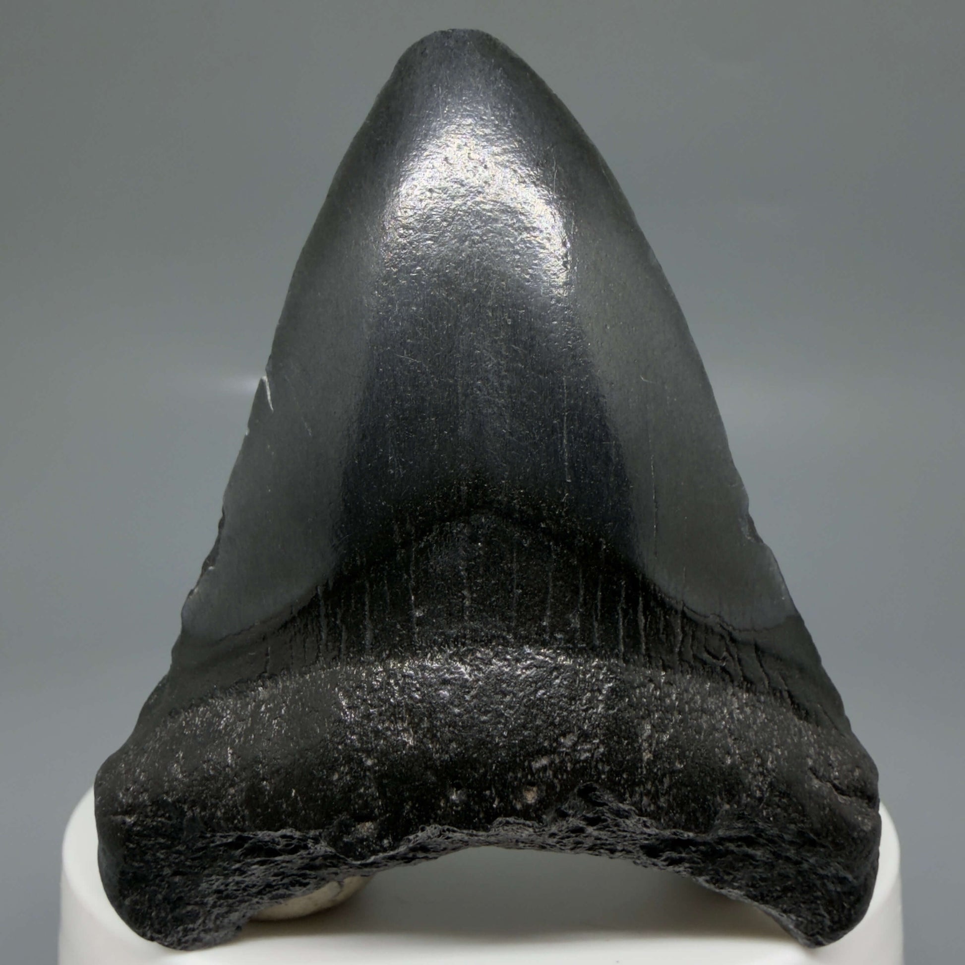 Front View 2.41" Dark colors Fossil Megalodon Tooth – South Carolina River Find | Authentic CM6440