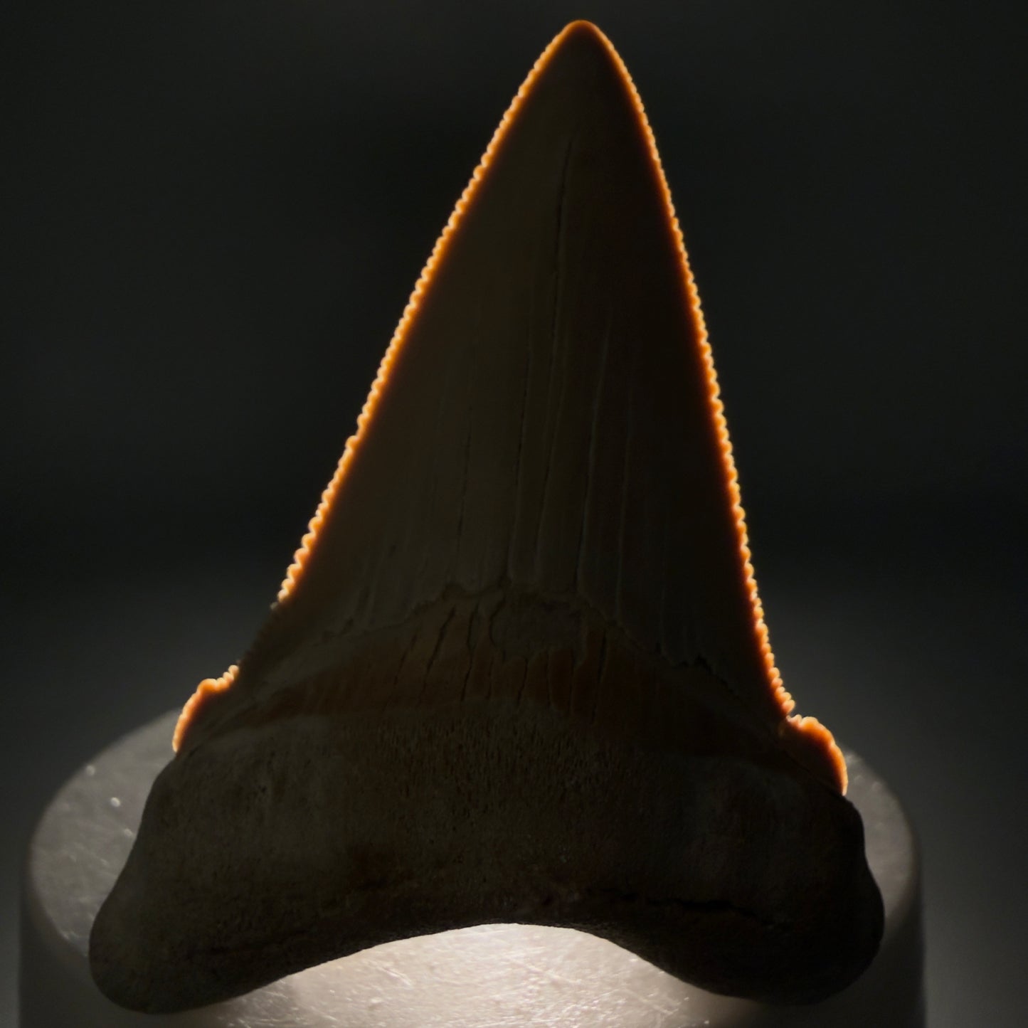 Front View 2.41" Fossil Carcharocles angustidens Shark Tooth from Summerville, South Carolina AN474 - 1