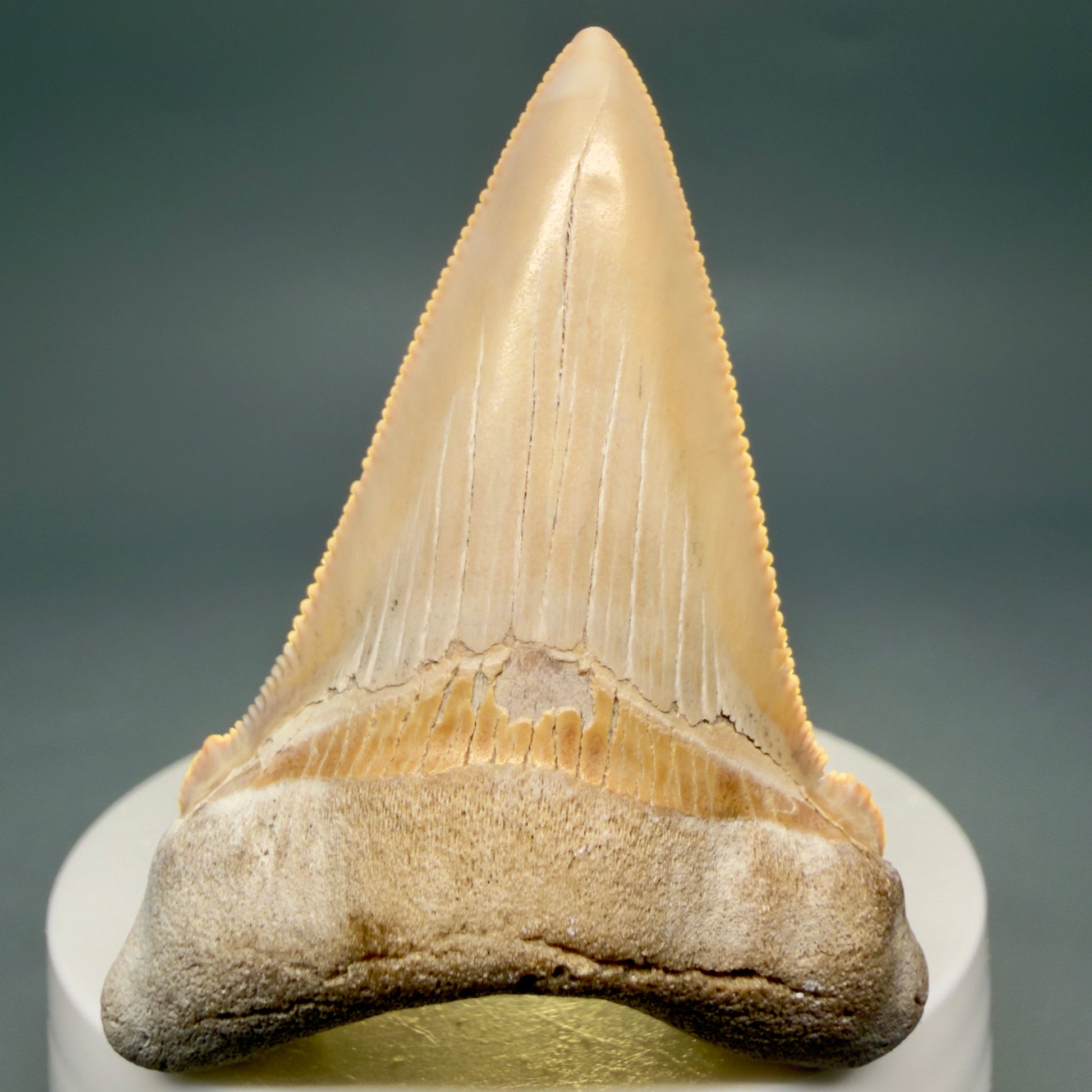 Front View 2.41" Fossil Carcharocles angustidens Shark Tooth from Summerville, South Carolina AN474 - 2