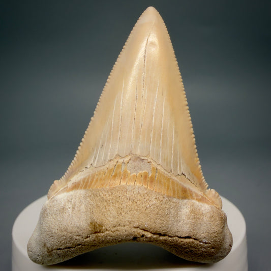 Front View 2.41" Fossil Carcharocles angustidens Shark Tooth from Summerville, South Carolina AN474