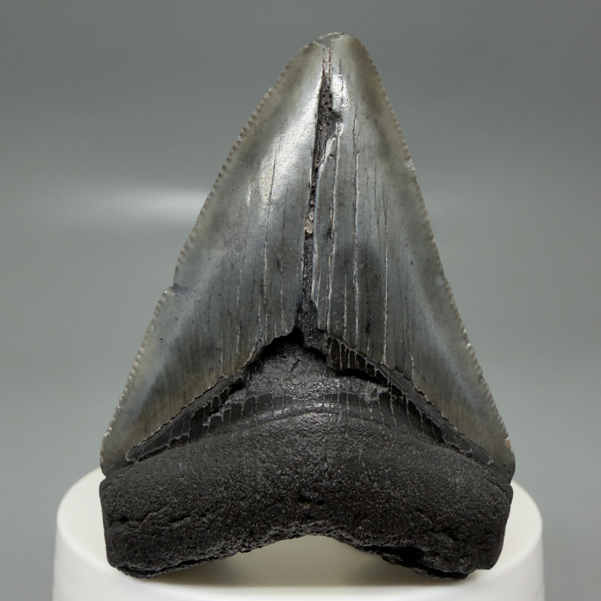 Front View 2.42" Colorful Fossil Megalodon Tooth – South Carolina River Find | Authentic CM6132