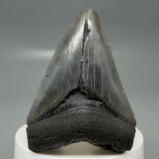 Front View 2.42" Colorful Fossil Megalodon Tooth – South Carolina River Find | Authentic CM6132