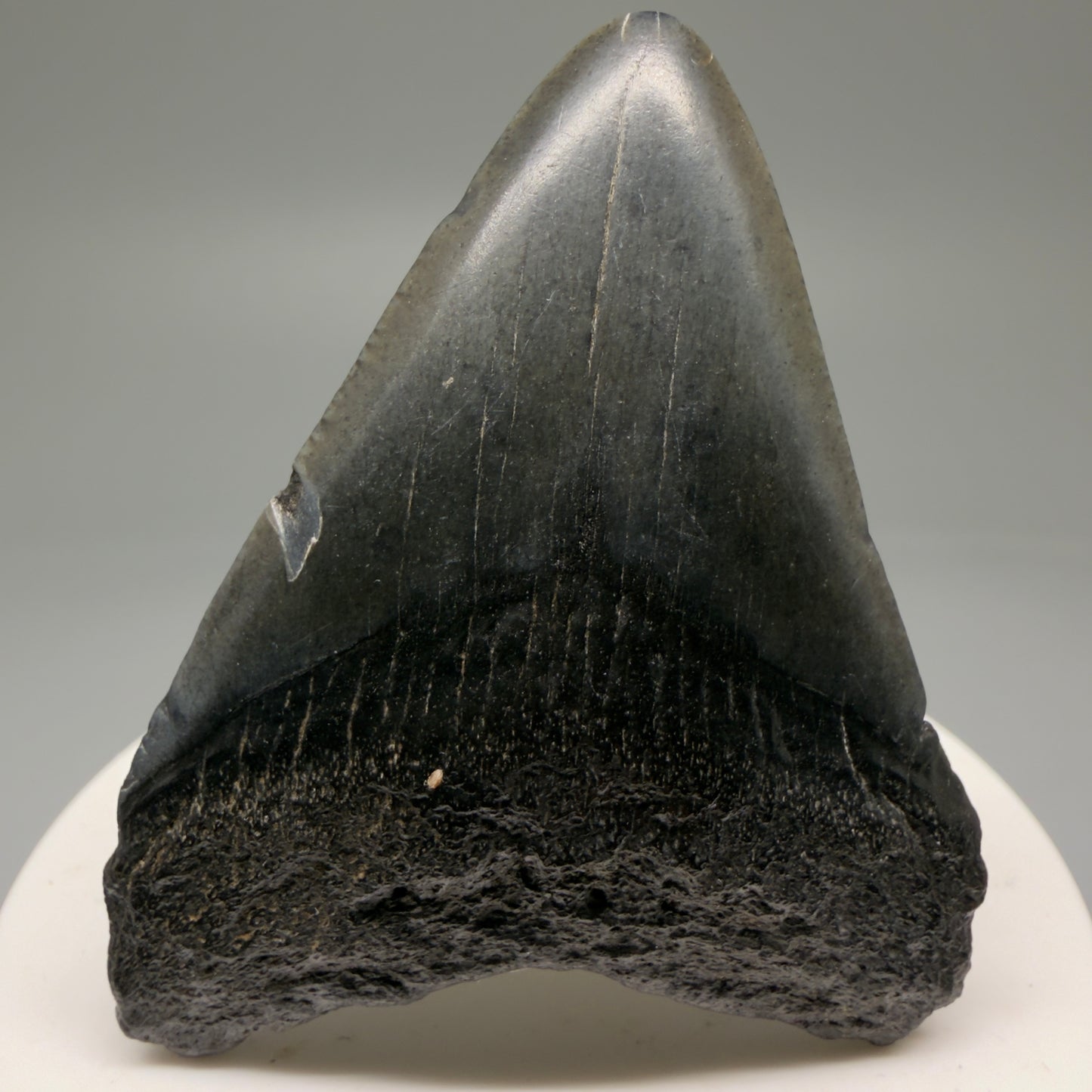 Front View 2.42" Colorful Fossil Megalodon Tooth – South Carolina River Find | Authentic Megalodon Tooth CM5754