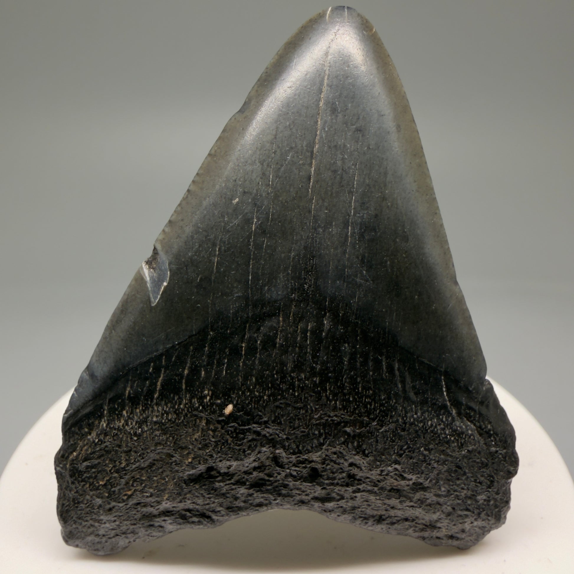 Front View 2.42" Colorful Fossil Megalodon Tooth – South Carolina River Find | Authentic Megalodon Tooth CM5754